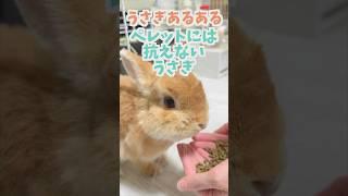 【うさぎあるある】なにがあってもご飯にだけは抗えないうさぎ。 #うさぎ #rabbit #うさぎとの生活 #bunny