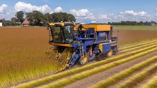 *NEW* Unique flax harvesting machine | picking & threshing | Harvest 2024