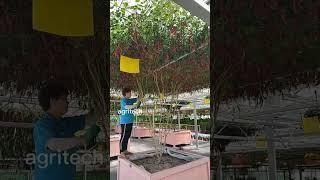 Israel Technology Hanging Chilli Farming #shorts #farming  #garden #bonsai #viral