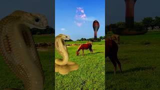 big snake  video #shorts #viralvideo #snake #video