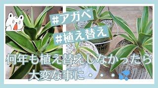 【多肉植物】夜ふかし多肉事Vol.29　アガベ【ベネズエラ】植え替え・株分け何年もしていなかったら大変な事に・・・