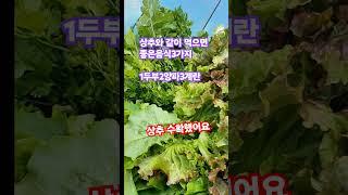 #음식 궁합#상추와 같이 먹으면 #좋은음식3가지#1두부2양파3계란  #알고먹으면 건강이최고