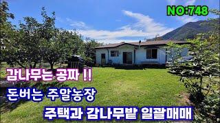 748.밀양부동산 밀양상동면 " 돈버는 주말농장" 매매 감나무는 공짜 넓은 들판의 주택과 감나무밭매매 (밀양대성부동산)