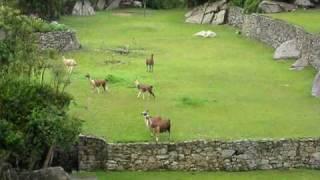 Daredevil Lamas at Machu Picchu 12/08