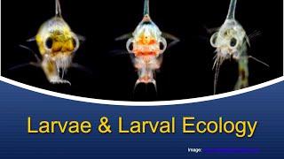 Marine Biology at Home 5: Larvae & Larval Ecology