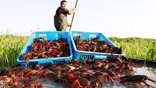 Crawfish Harvesting and Processing. Biggest Crawfish Farm Sells Three Million Pounds of Crawfish.