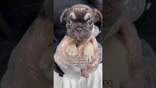 프렌치불독 분양중입니다  홍역 코로나 파보 음성판정 #광주강아지분양 #프렌치불독 #서울강아지분양 #부산강아지분양 #여수강아지분양 #대전강아지분양 #인천강아지분양