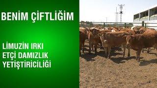 Benim Çiftliğim - Limuzin Irkı Etçi Damızlık Yetiştiriciliği / Rol Model İşletmeler