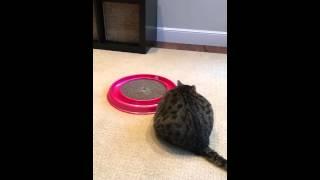 Fat cat plays with ball