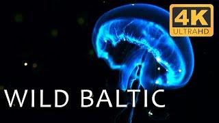 Baltic Sea Chronicles: Tales from Below | Secrets of the Seas Ep. 4 | 4K UHD Documentary