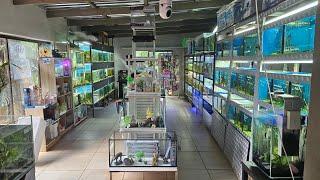 Fish Store Tour - Fantasea Aquarium and Pet