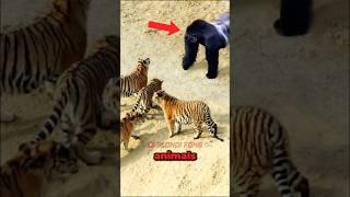 Tigers VS Gorilla Meet in Wild! - Blondi Foks