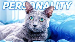 The Amazing Personality Of The Russian Blue Cat!