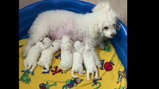 Bichon Frise Puppies feeding   16d old