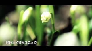 戴蒙医疗+涉外医疗篇