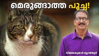 പൂച്ച വീട്ടുമൃഗമായോ? Cats are semi-domesticated animals #animalfacts #cats #malayalam #പൂച്ച #മലയാളം