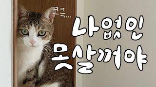 내탓이오 내가 만들었소...고양이 분리불안 만드는 집사의 5가지 습관