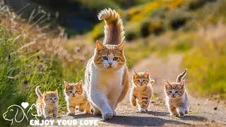 Mother cat with her kittens and the journey to find peace and relaxation