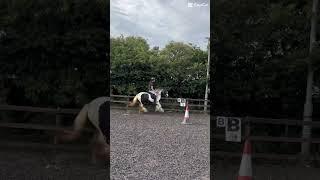 DAISYYY ️️️#horse #pony #cob #fresh #canter