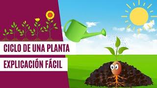 Ciclo de una PLANTA | EXPLICACIÓN FÁCIL para niños