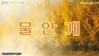 물안개Ginkgo and water mist 괴산 문광 저수지 은행나무길 새벽 안개