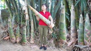 40 Days harvest a lot of bamboo shoot go to market sell - Harvest dragon fruit - Free Bushcraft