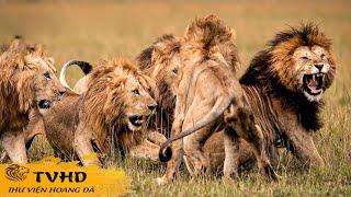  Kenya Hoang Dã  - Vùng Đất Của Những Cuộc Chạm Trán Dữ Dội | TVHD
