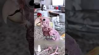 飼い主に捨てられた毛のないインコ