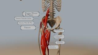 Understanding Hip Flexion: Anatomy, Muscles, and Range of Motion