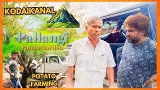 Kodaikanal Potato farming #landroidfarms #mr&mrspraveenbennett