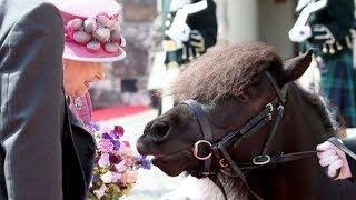 Pony tries to eat the Queen's flowers at Stirling Castle