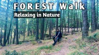 Relaxing Murree Forest | Relaxing Nature Sound | Forest Walk #murree #forest