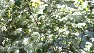 Blackmagic Production Camera 4K - Canon EF USM 50 mm f/1.4 - Flowers