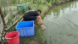 农村养殖泥鳅自繁自养两亩需要多少种泥鳅，看湖南老胡怎么说