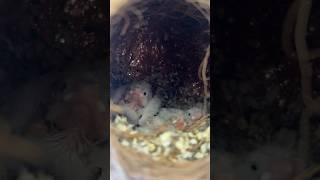 Finch ka baccha gir gya | Master Cage me daane khatam | Daily Pet Vlogs #finches #nest #parrot