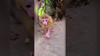 Cute baby monkey, funny monkey, Chinese monkey SY36