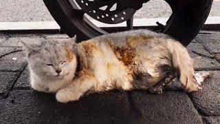 Burnt all over, Abandoned cat with broken bones, Its cry became weaker and weaker...