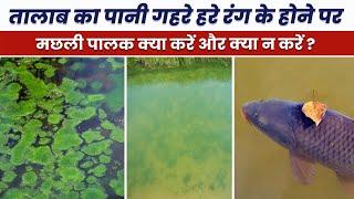 How to control Deep Green Pond Water | Algae in water | Blue Revolution-Fish Farming