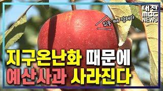 예산사과 20년후 사라질 수도…기후변화 대응 시급/대전MBC