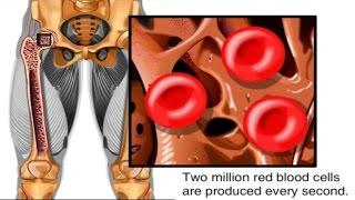 How Red Blood Cells are Made Animation - Formation of RBC Video -Structure Function Blood Components