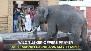 Wild tusker offers prayer at Himavad Gopalaswamy temple