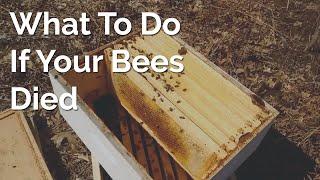 What To Do If Your Bees Died Over The Winter