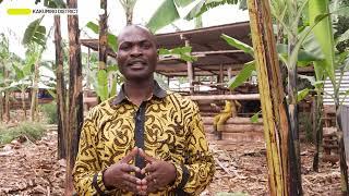 Meet Fred Byamukama a four acre model practitioner at Kakumiro, Uganda