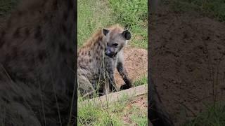 a hyena giving birth outside its nest