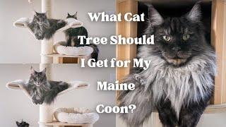 What Cat TREE Should I Get for My Maine Coon?