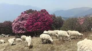 Shepherds tending their sheep in the pasture || Rural LifeStyle