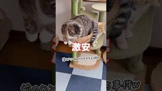 激安キャットタワーを衝動買いした飼い主の末路がコチラ #猫