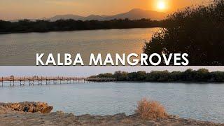 Amazing views at Mangroves 2024 - Tourist Attraction in UAE.  