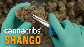 Shango Las Vegas: Premium Cannabis Vertically Integrated (MSO), Canna Cribs S2E6