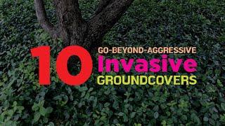 10 Invasive (?) Ground Cover Plants You Need to Watch Out